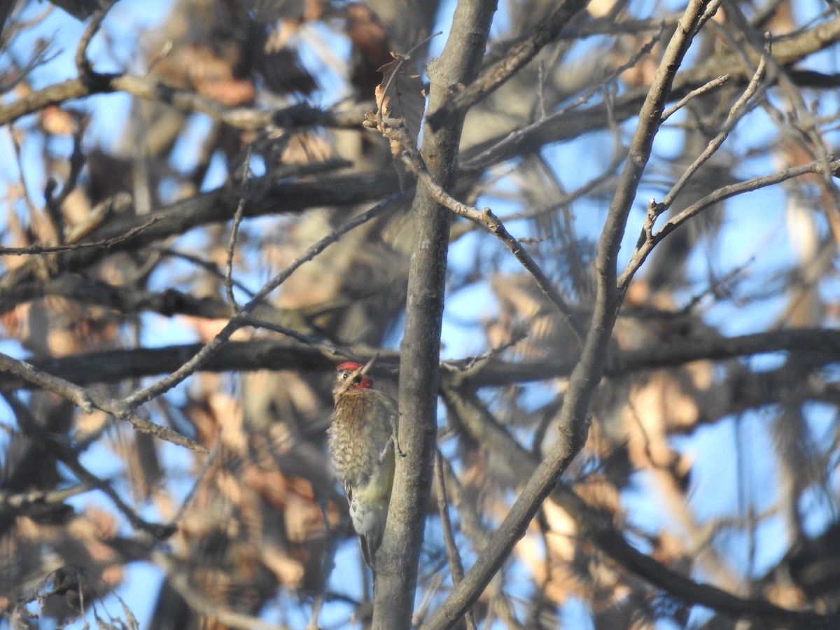 Yellow-bellied Sapsucker - ML404189271