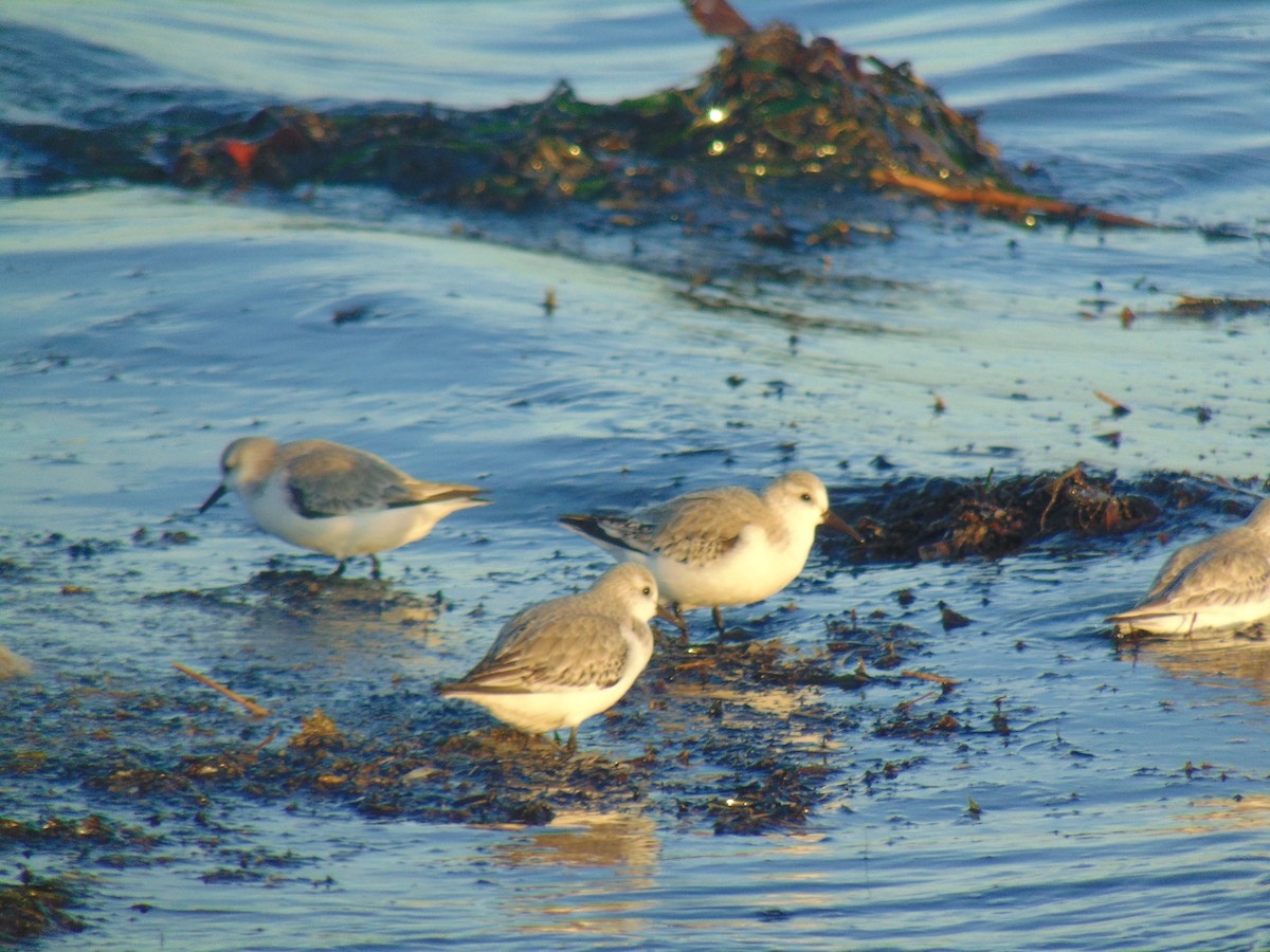 Sanderling - ML404190041