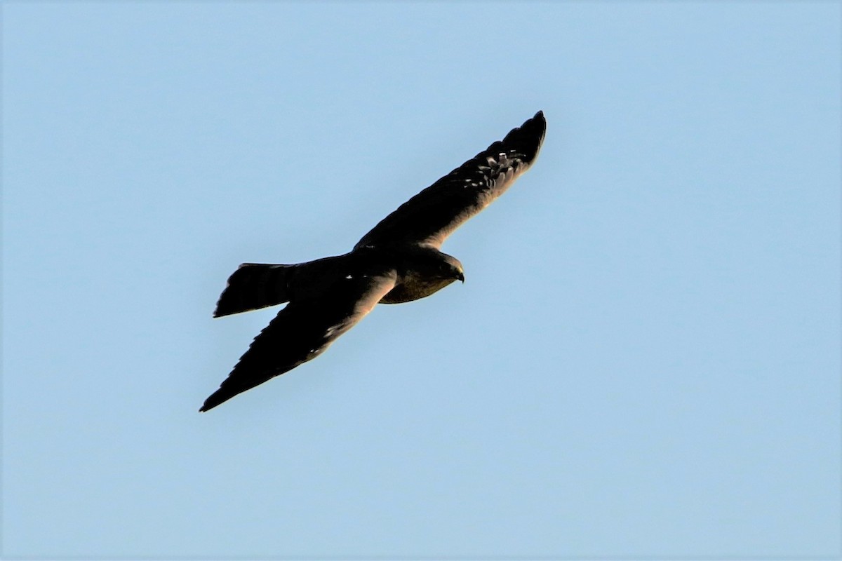 Sharp-shinned Hawk - ML404192291