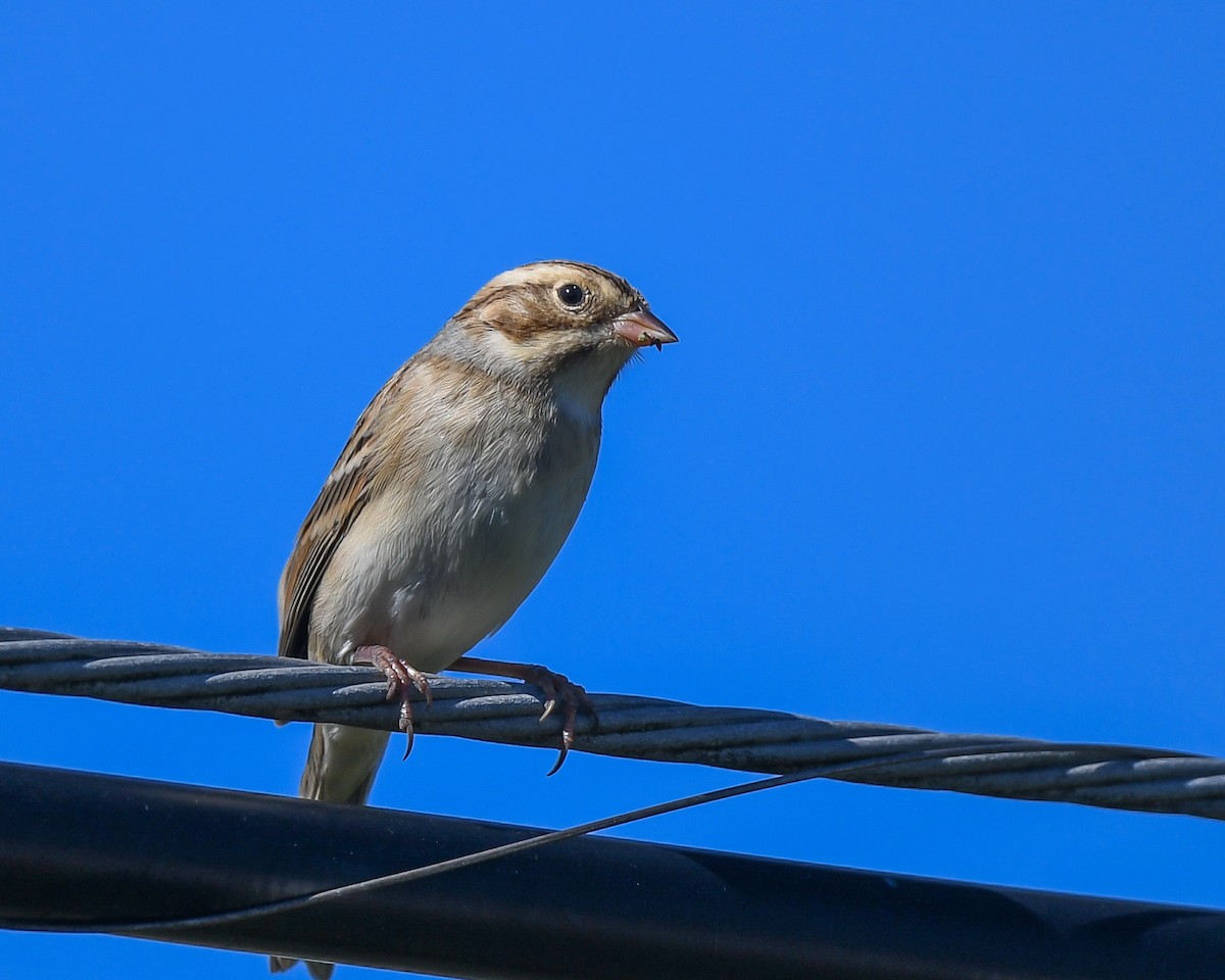 Clay-colored Sparrow - Bruce Miller