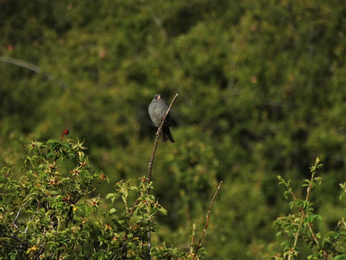 Mourning Sierra Finch - Lucas Andrés Castellano