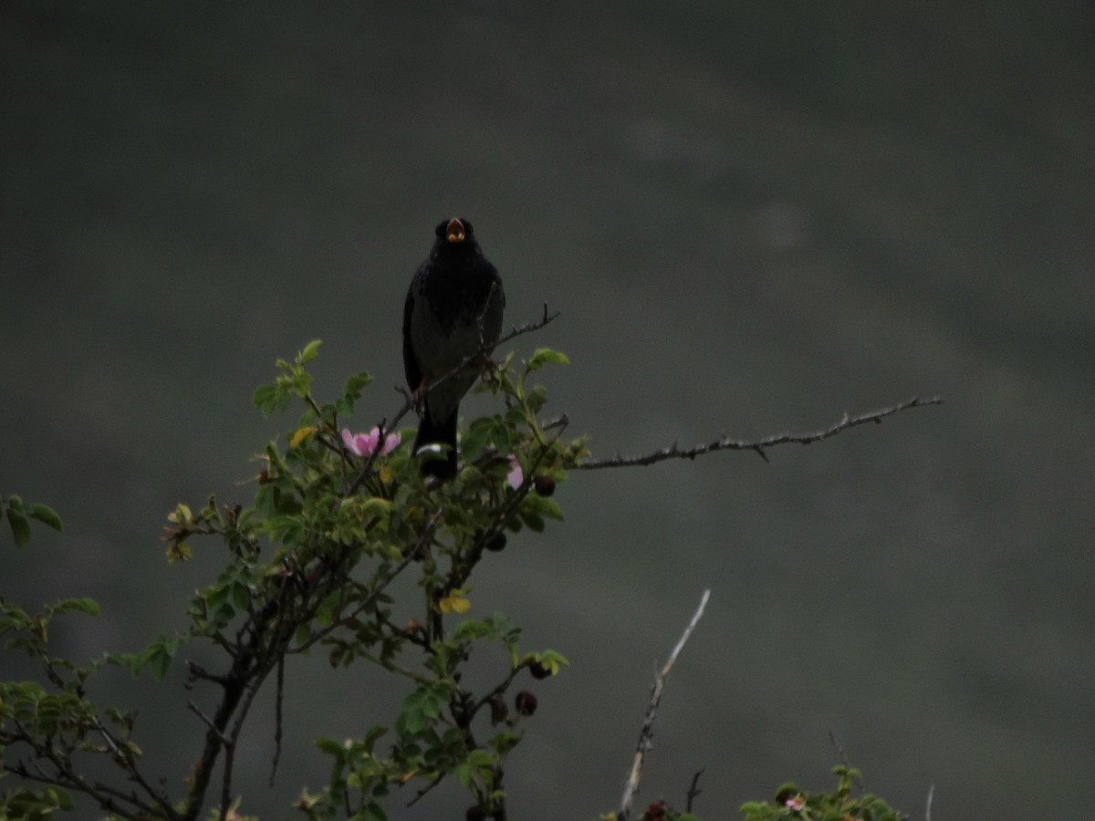 Mourning Sierra Finch - ML404194451