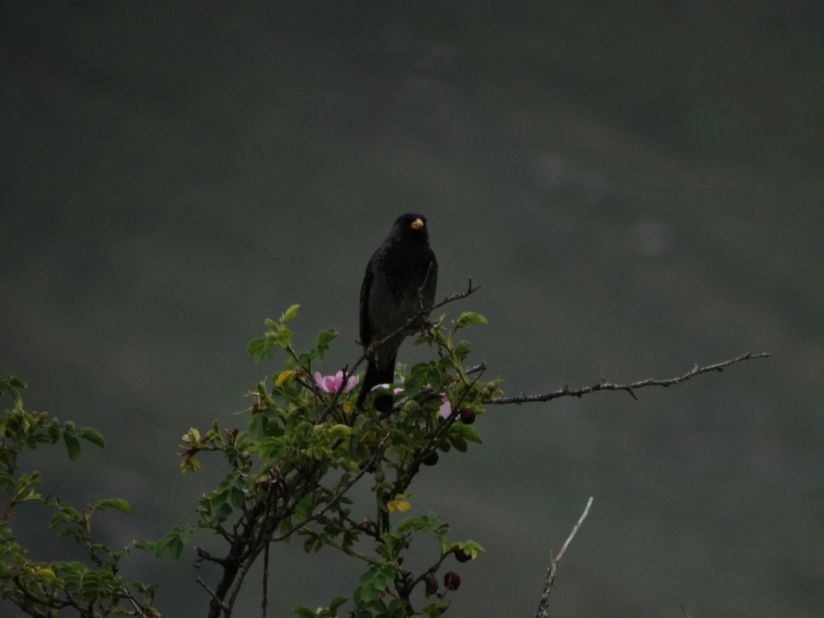 Mourning Sierra Finch - ML404194471