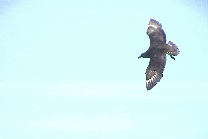 South Polar Skua - ML404195811