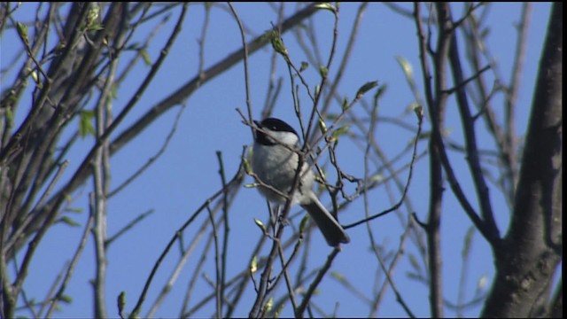 Mésange à tête noire - ML404201