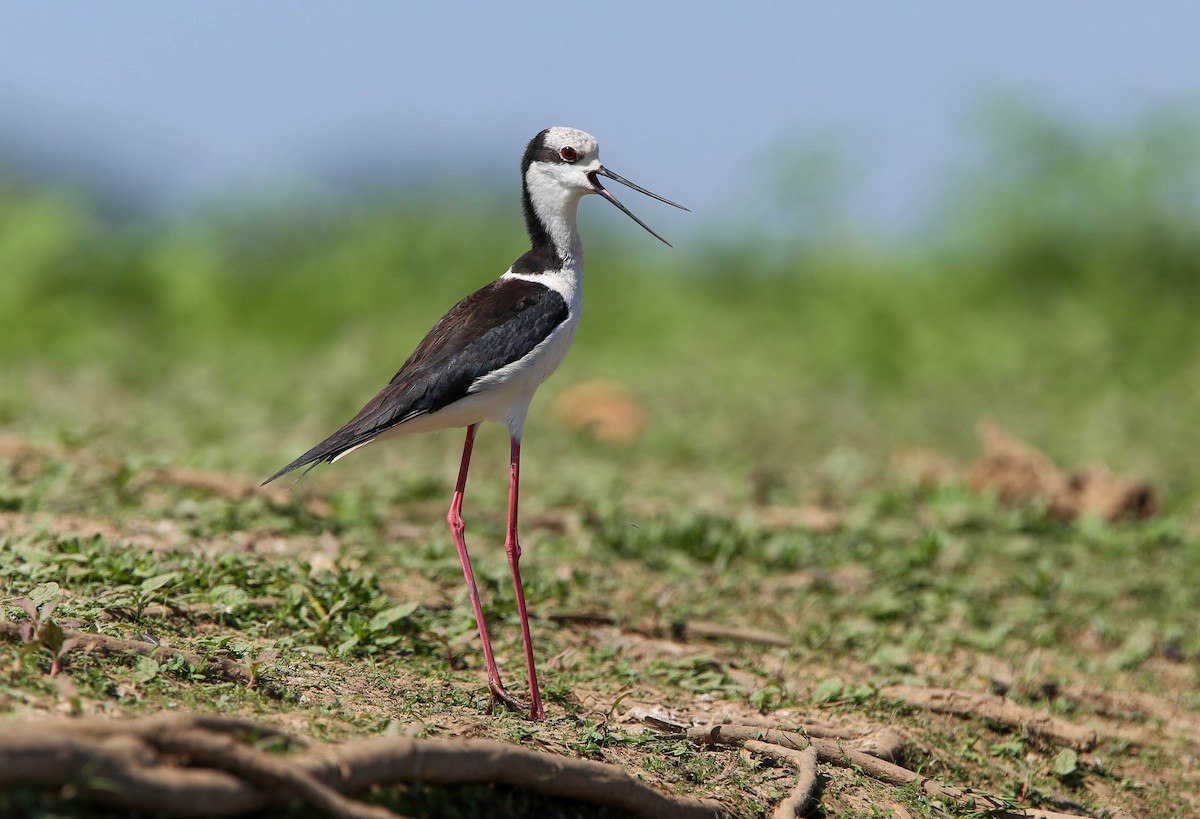 Black-necked Stilt (White-backed) - ML404202631