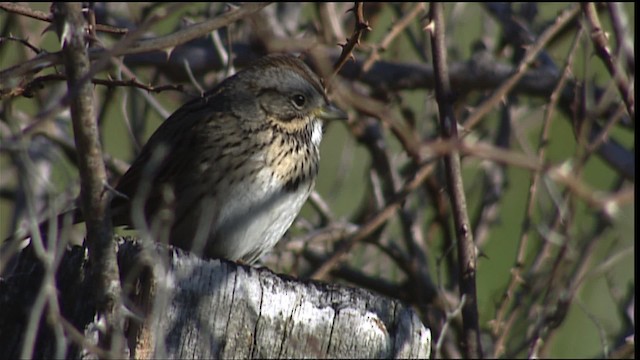 Lincoln's Sparrow - ML404203