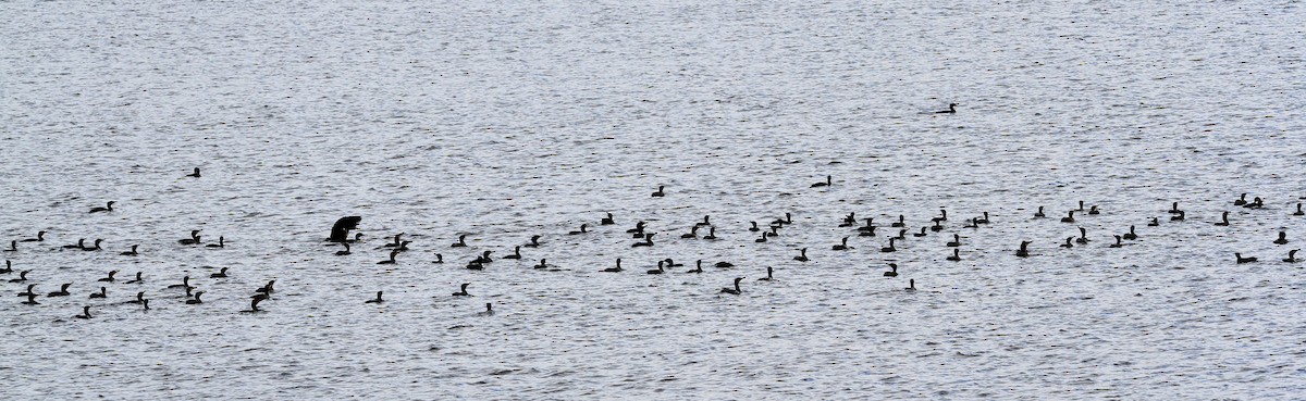 Cormorán Grande - ML404203201