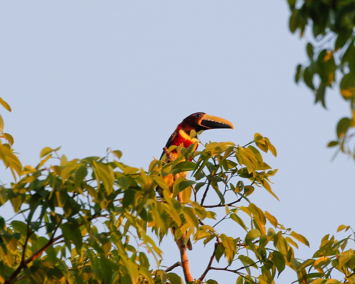 Red-necked Aracari (Western) - ML404203211