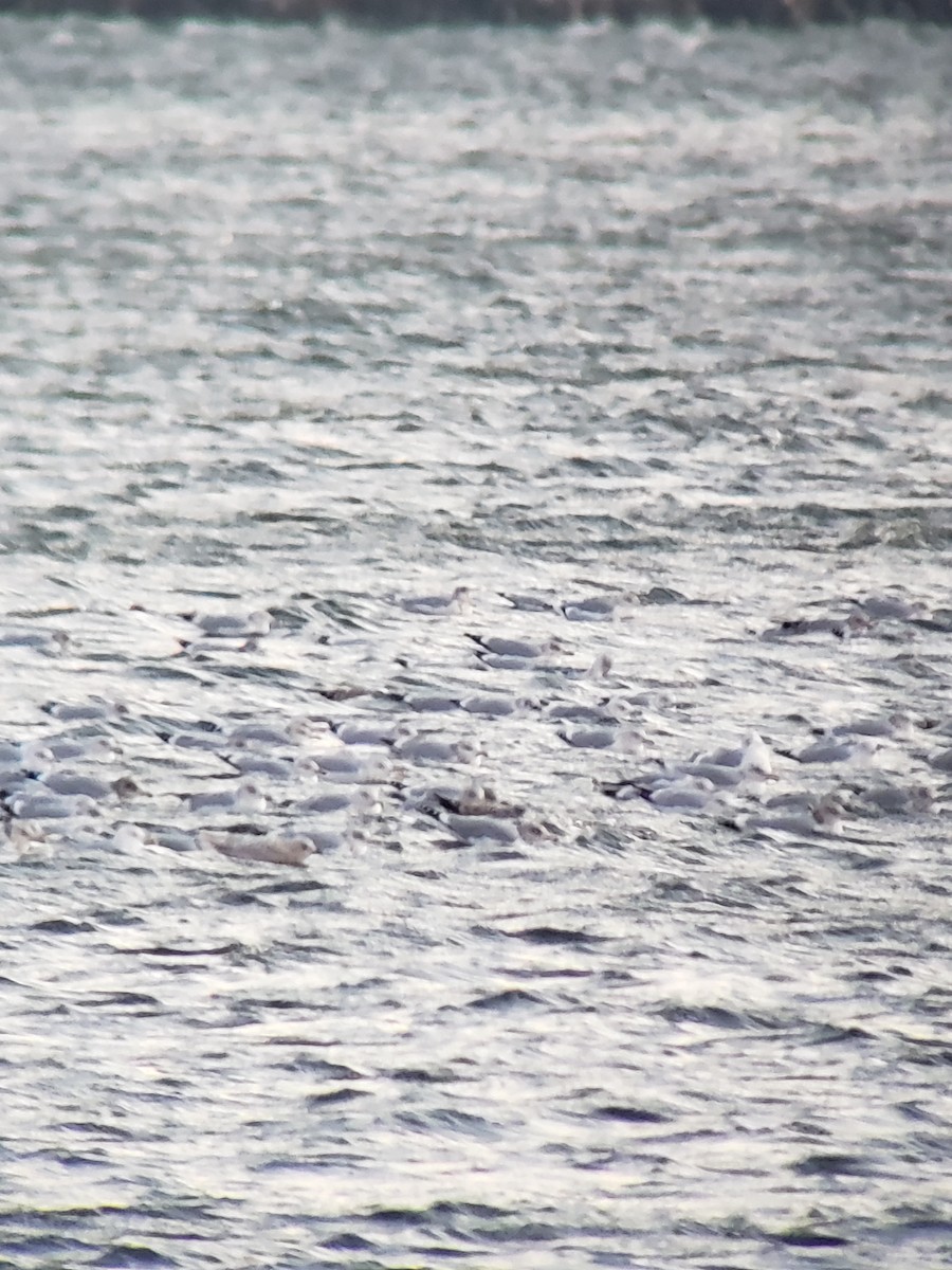 Iceland Gull (kumlieni/glaucoides) - ML404203401