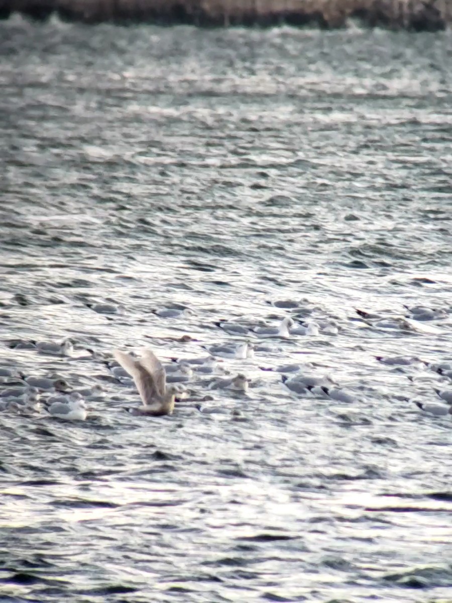 Iceland Gull (kumlieni/glaucoides) - ML404203451