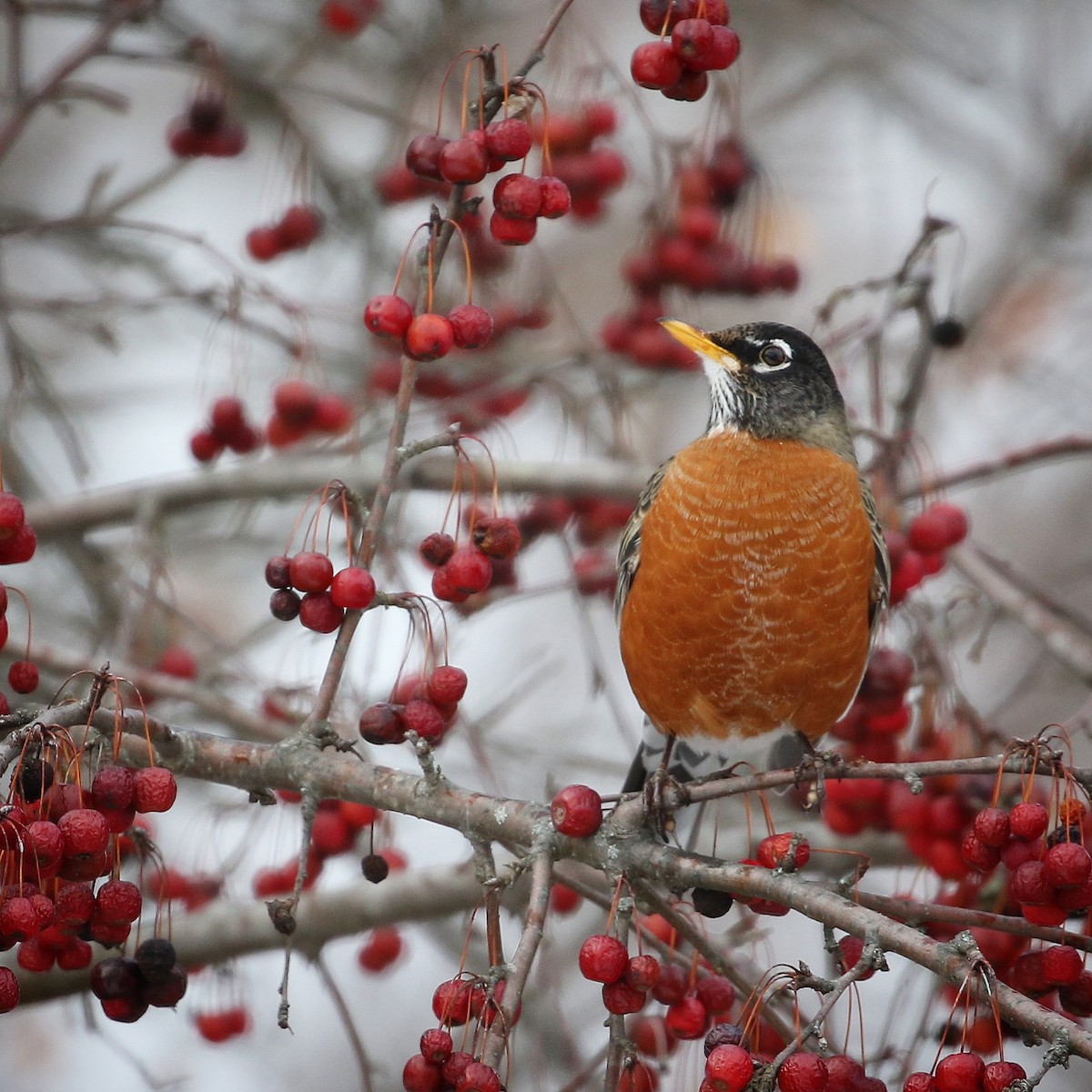 American Robin - ML404203671