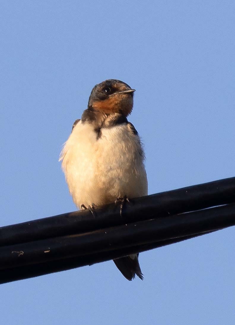 Barn Swallow - ML404205371