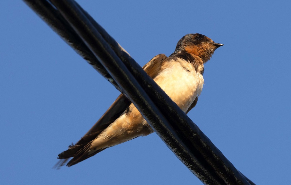 Barn Swallow - ML404205401