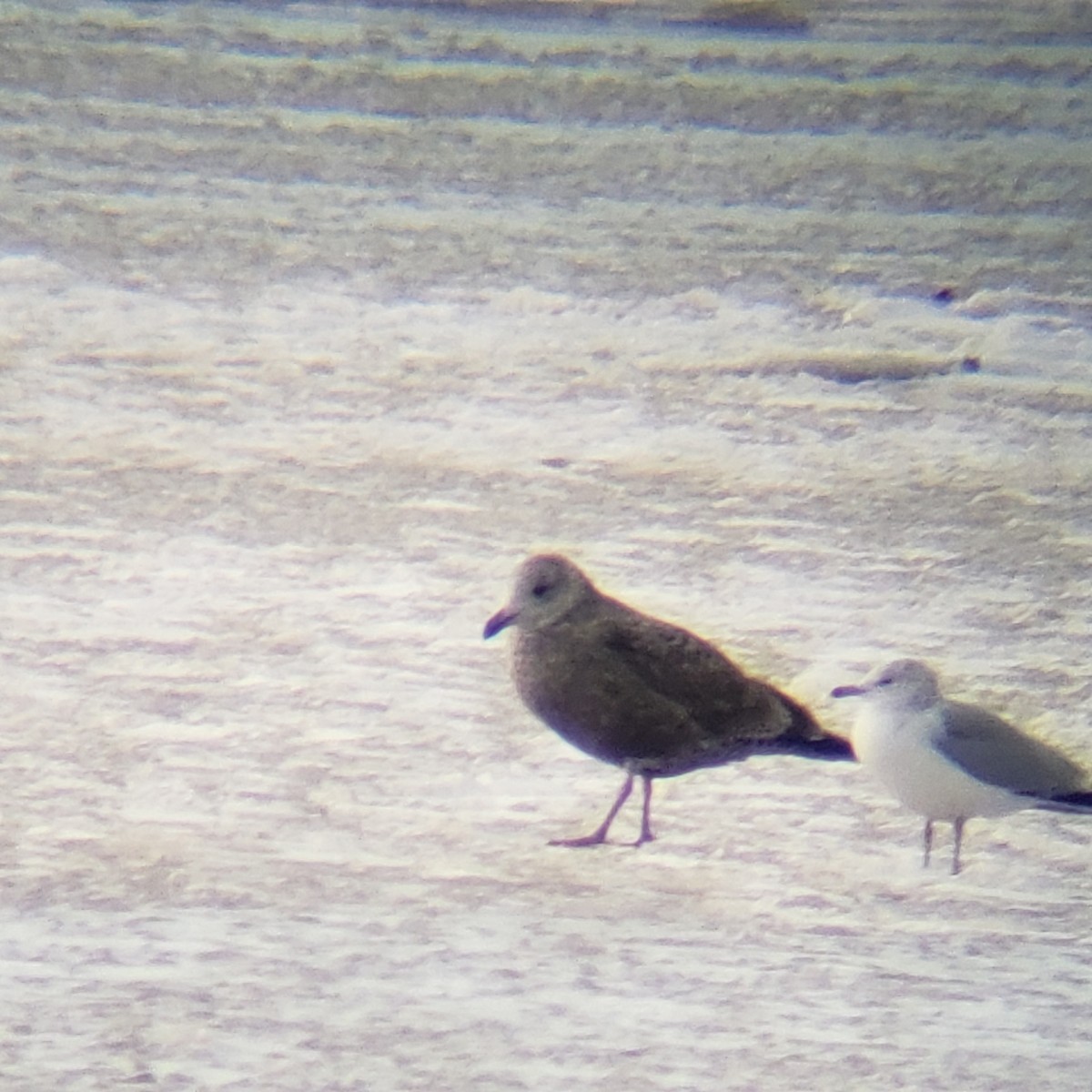 Gaviota Argéntea - ML404205791