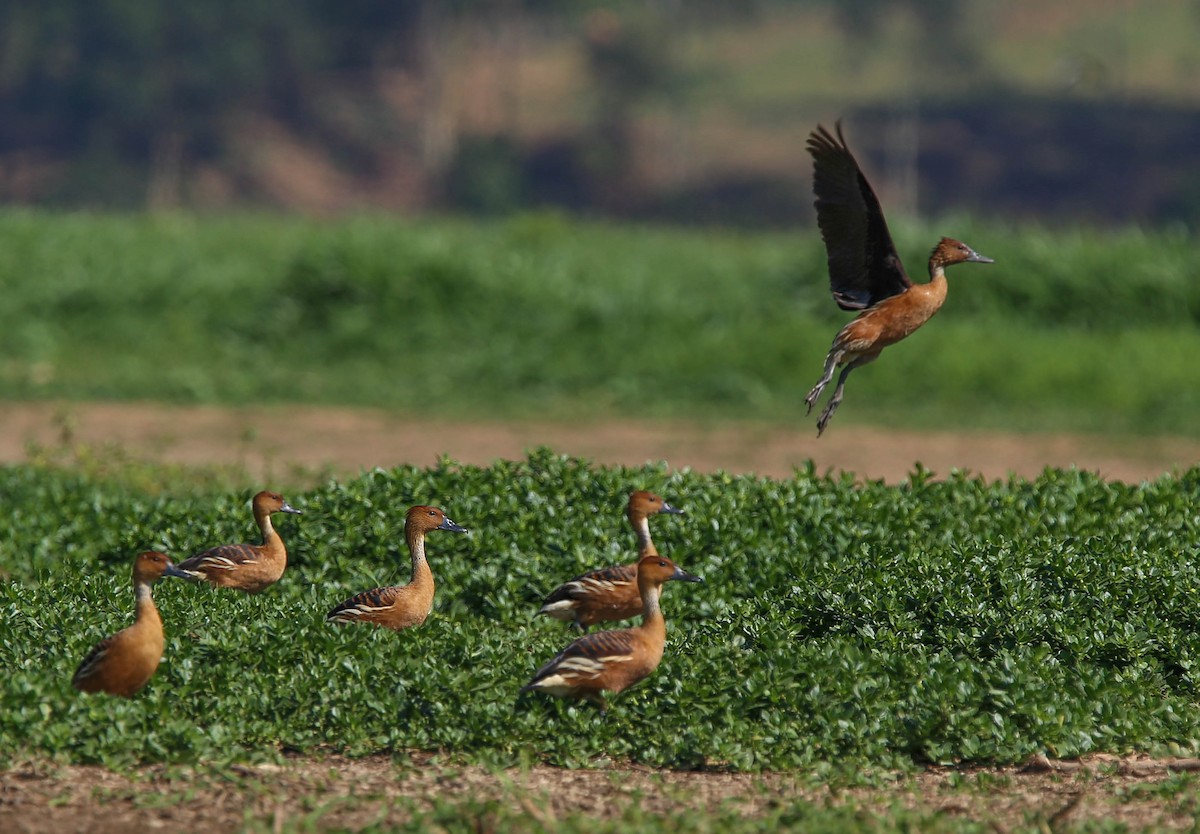 Fulvous Whistling-Duck - ML404206051