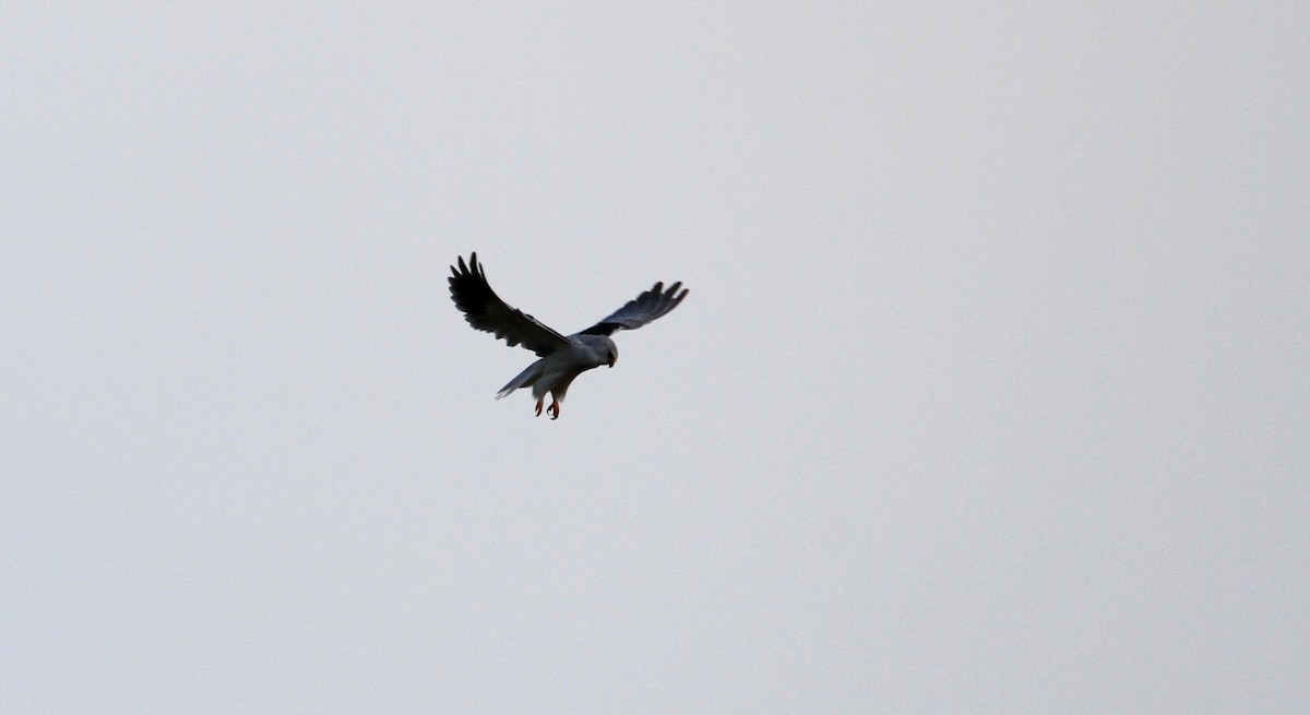 Black-winged Kite - ML404206131