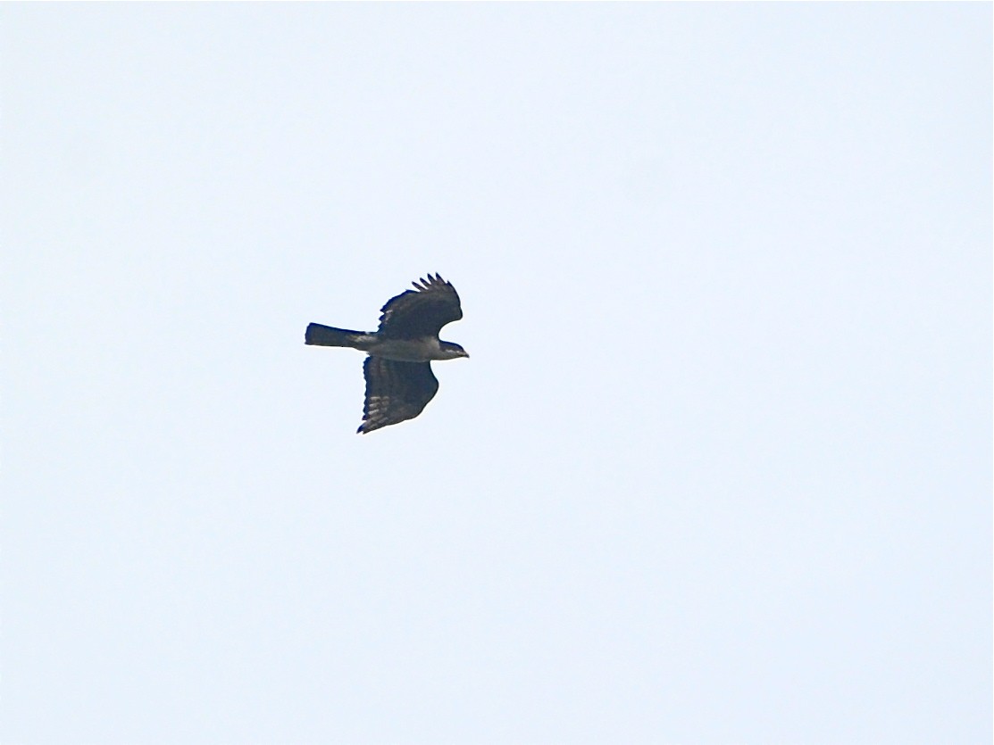 Cassin's Hawk-Eagle - ML40420851