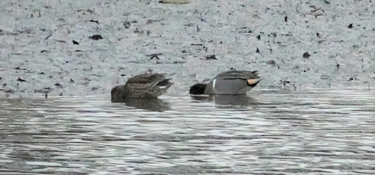 Green-winged Teal - ML404209311