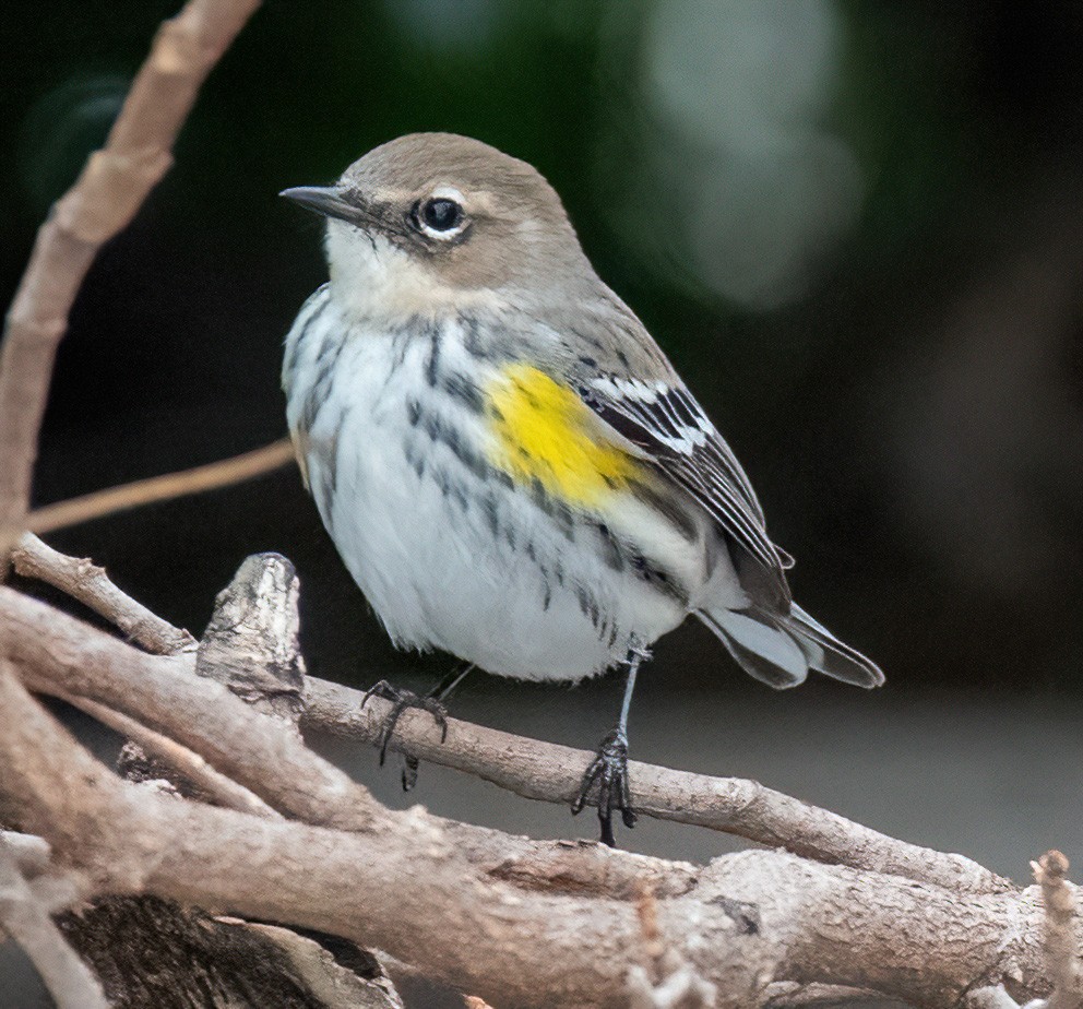 Yellow-rumped Warbler - ML404209521