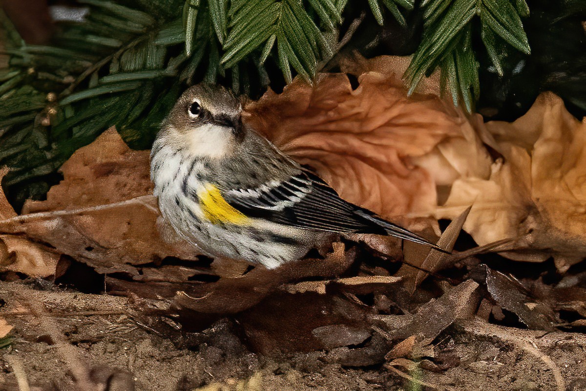 Yellow-rumped Warbler - ML404209551