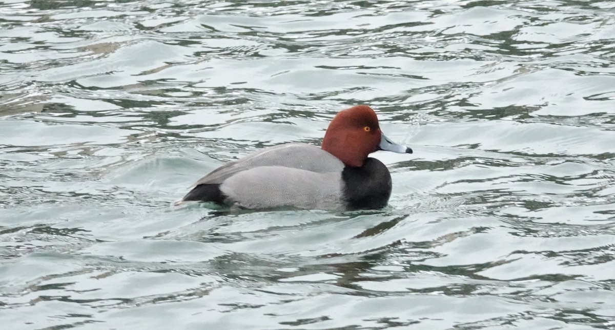 Redhead - ML404209961