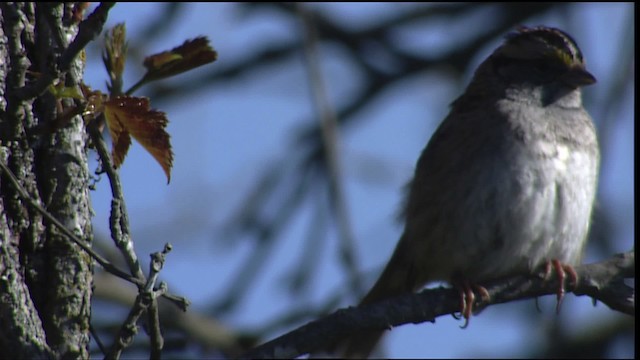 White-throated Sparrow - ML404210