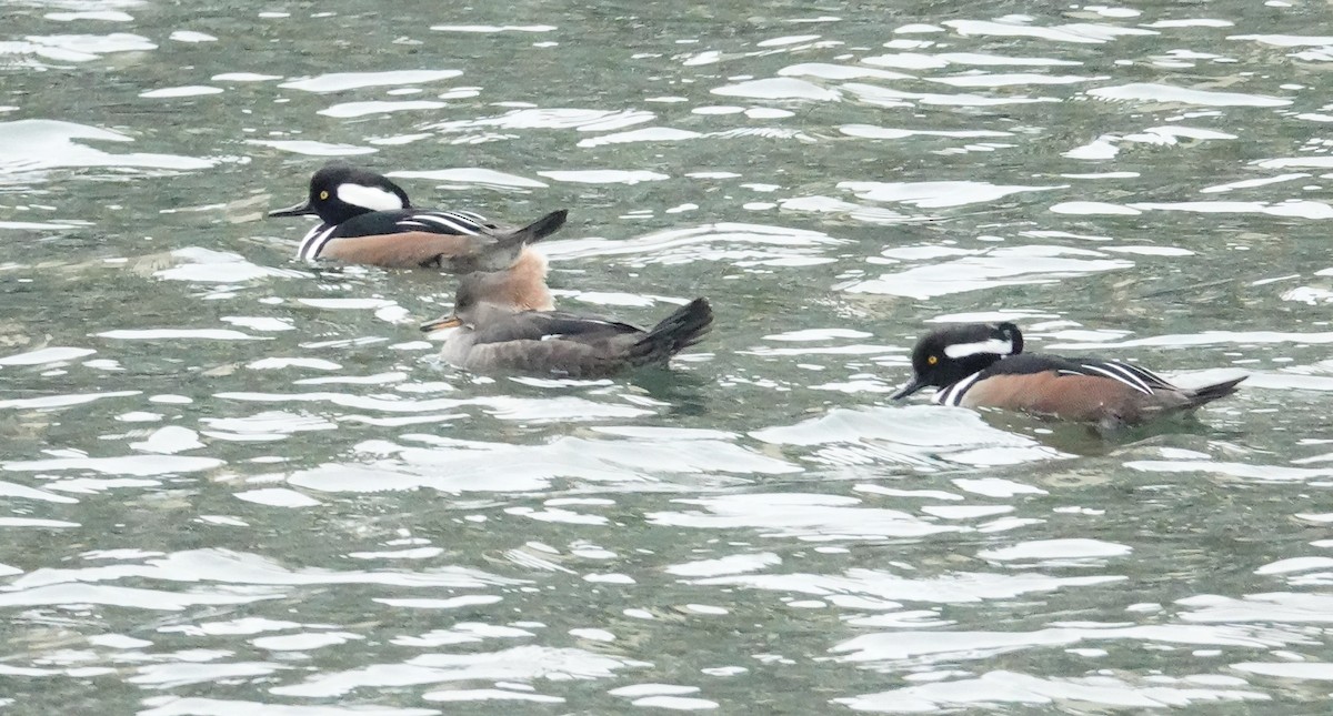 Hooded Merganser - ML404210731