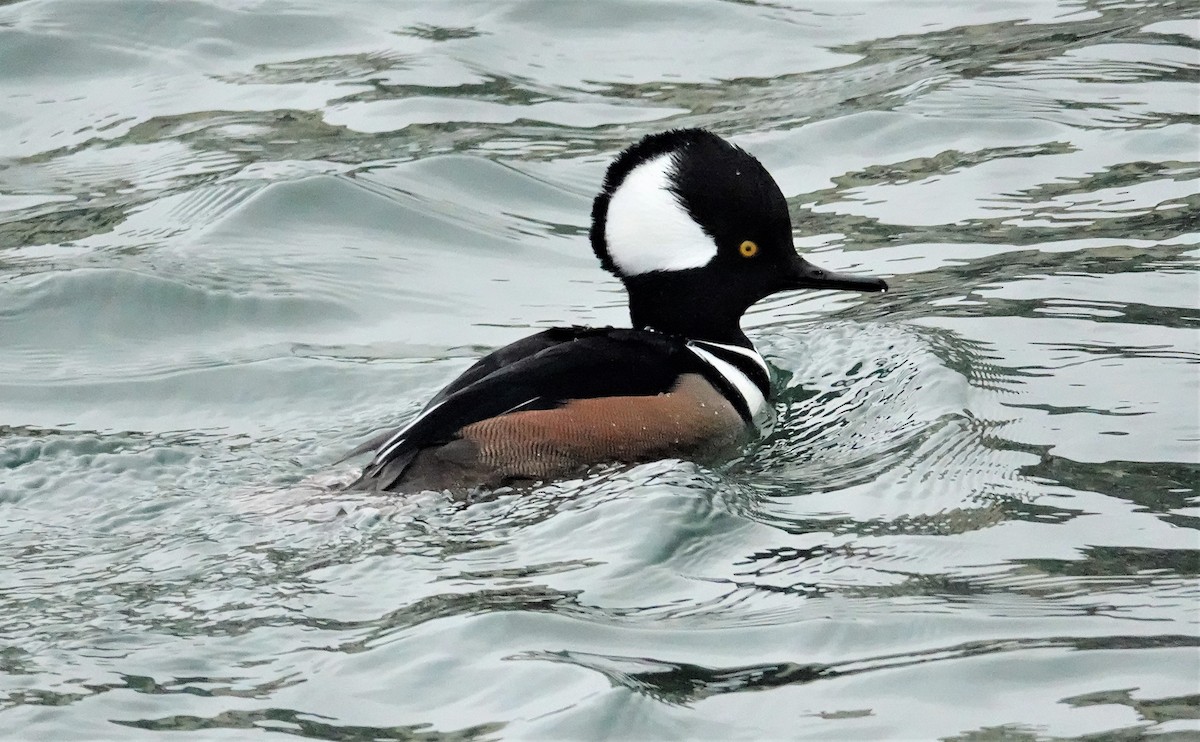 Hooded Merganser - ML404210791