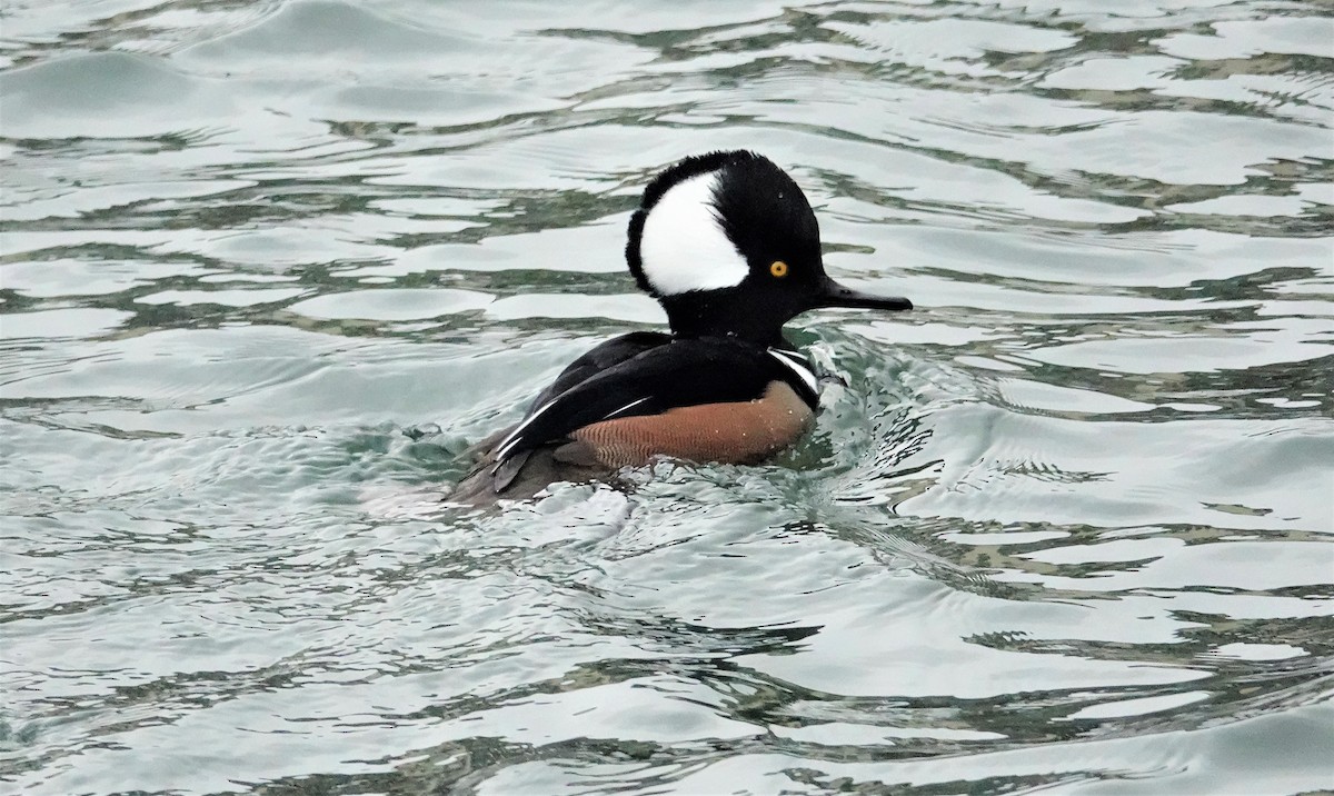 Hooded Merganser - ML404210851