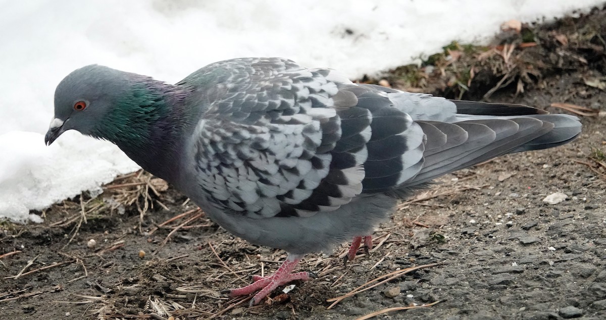Rock Pigeon (Feral Pigeon) - ML404211171