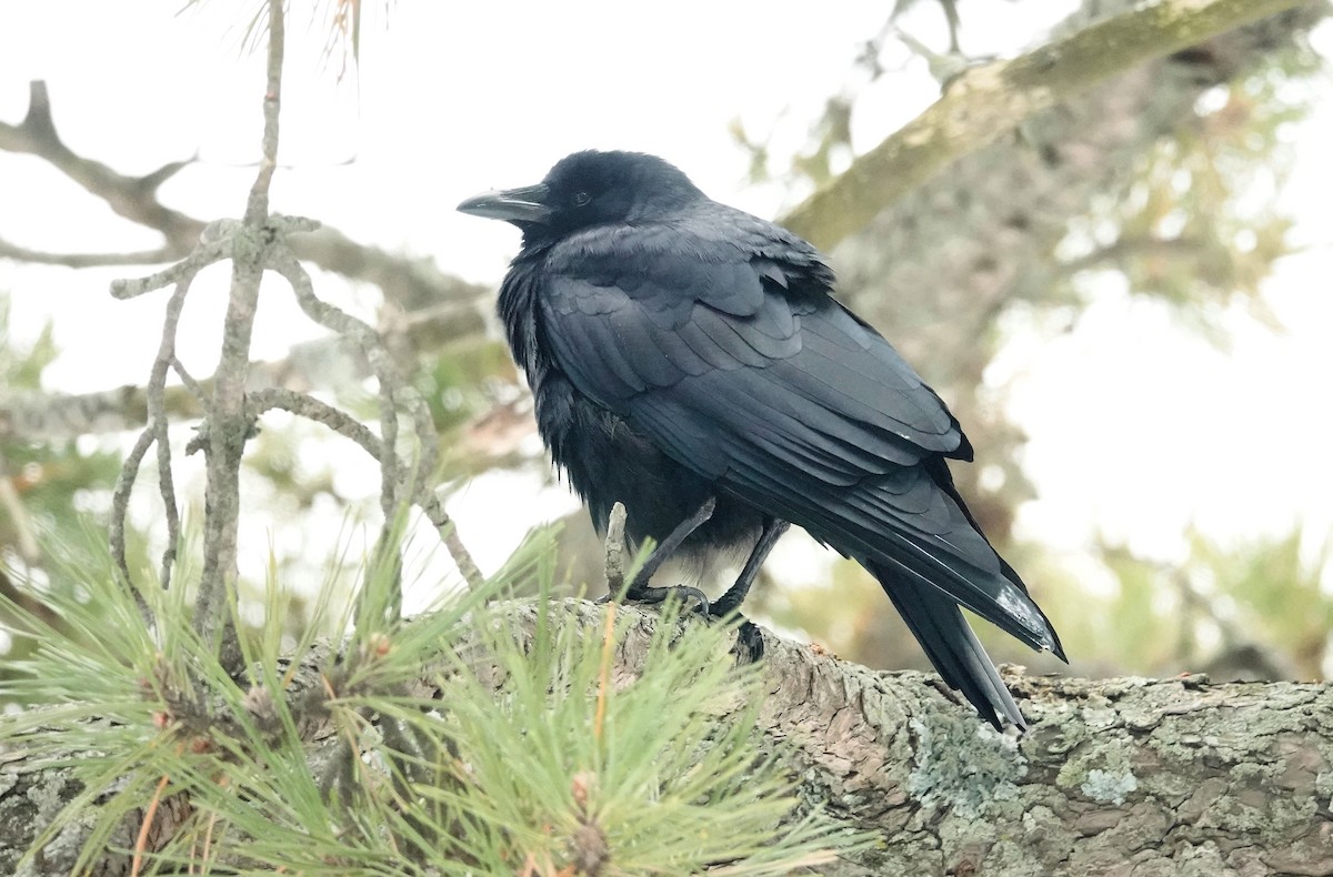 Fish Crow - ML404211491