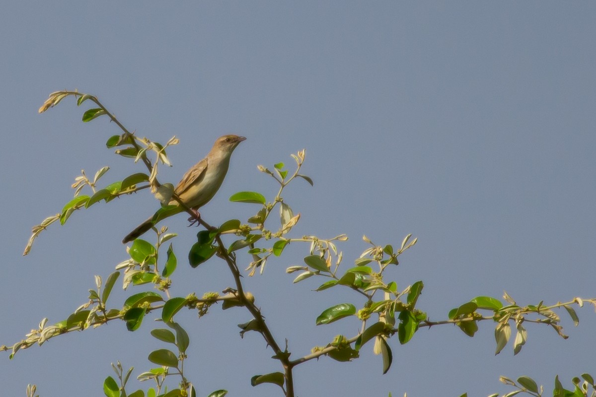 Yerbera Estriada - ML40421151