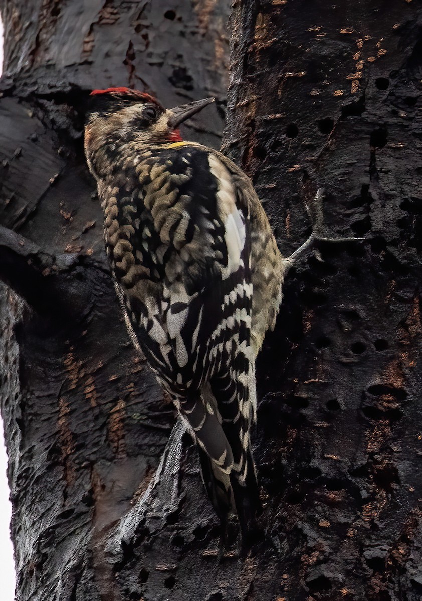 Yellow-bellied Sapsucker - ML404211811