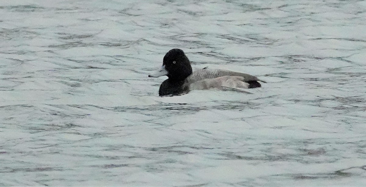 Lesser Scaup - ML404212041