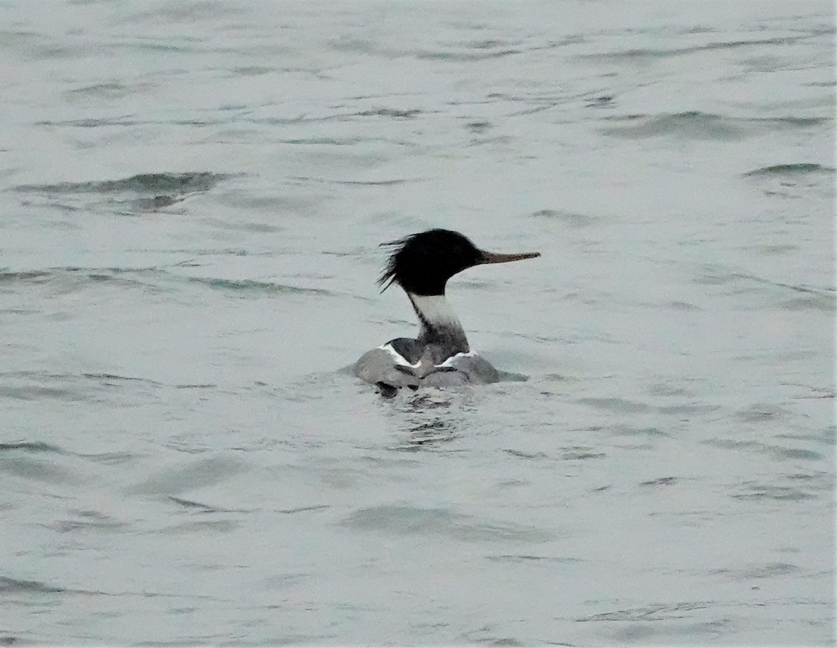 Red-breasted Merganser - ML404213591