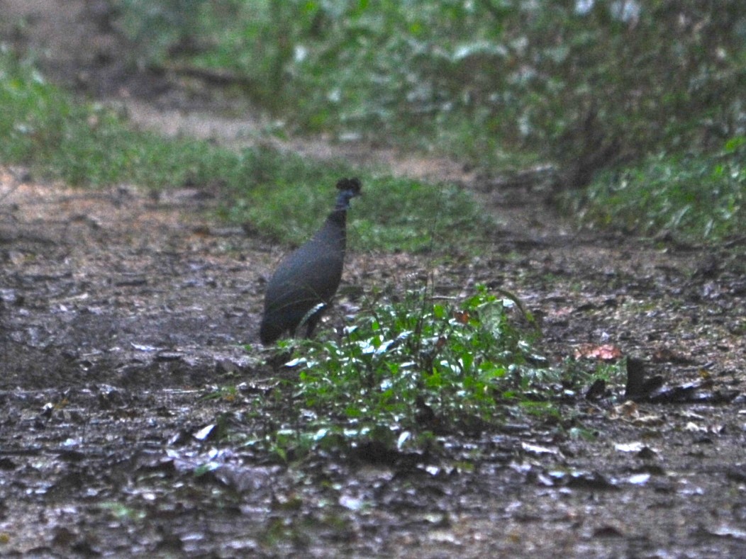 Western Crested Guineafowl - ML40421461