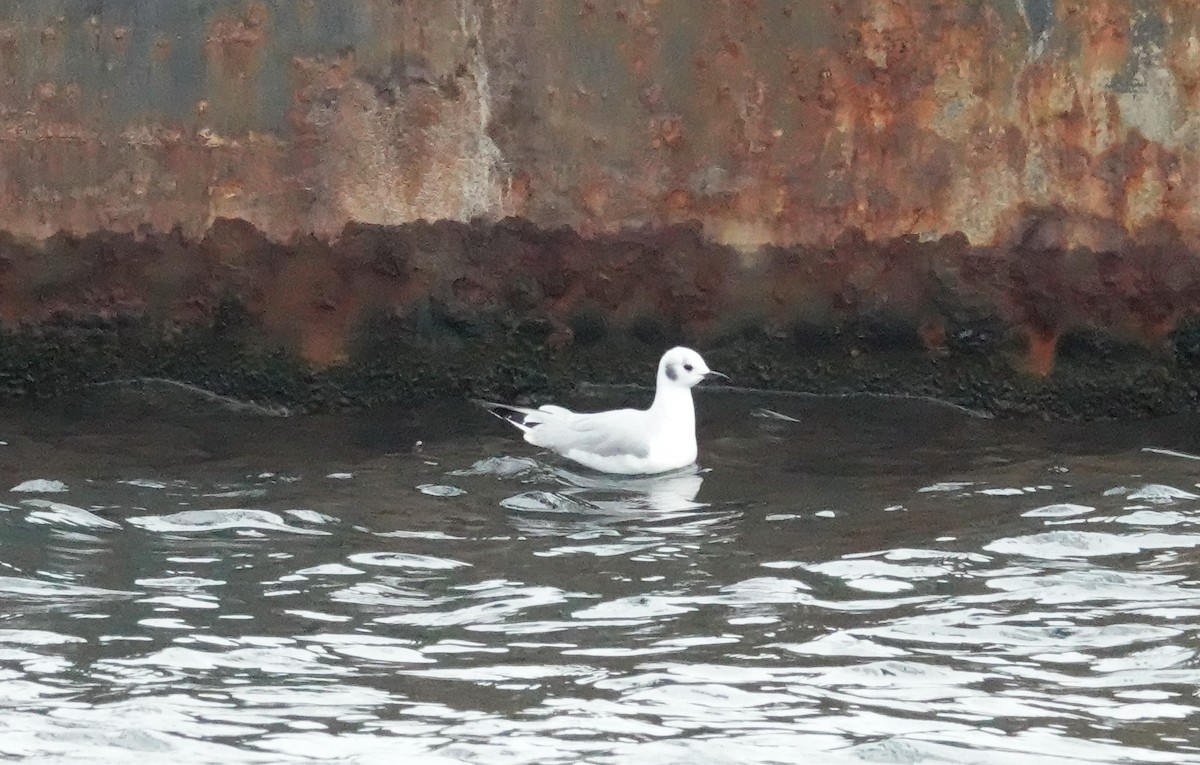 Bonaparte's Gull - ML404215351