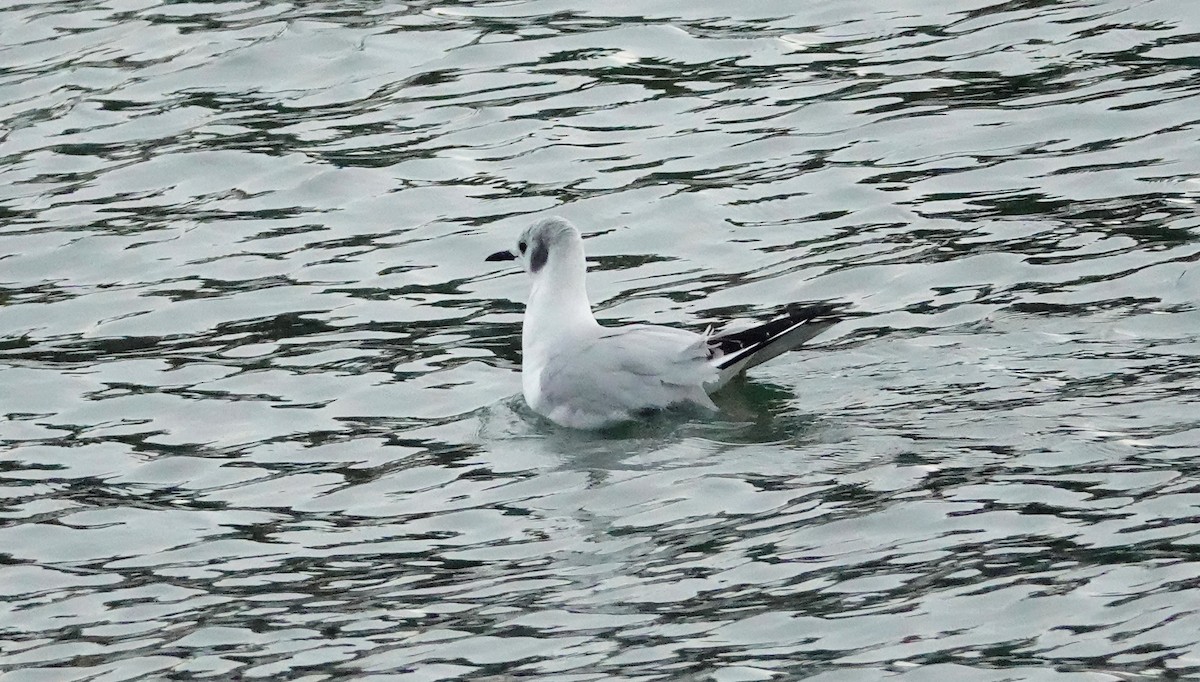 Mouette de Bonaparte - ML404215371