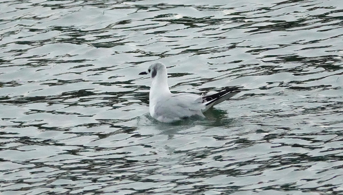 Bonaparte's Gull - ML404215371