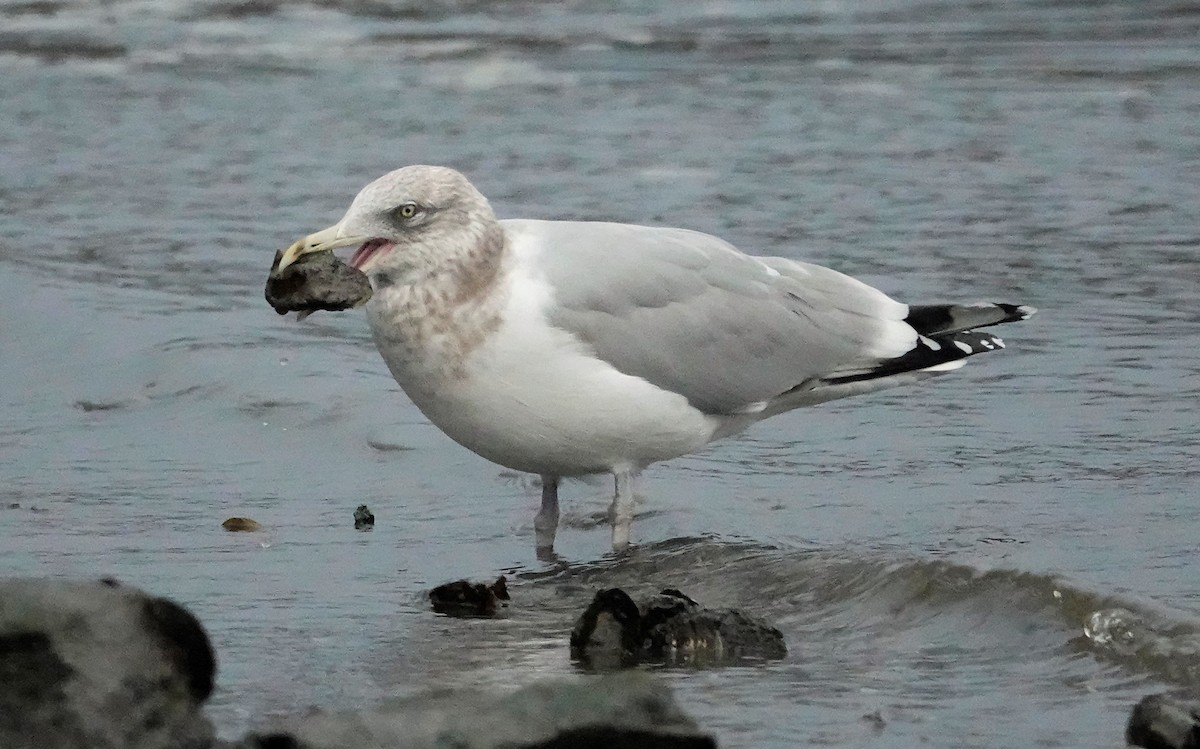 Goéland hudsonien - ML404215641