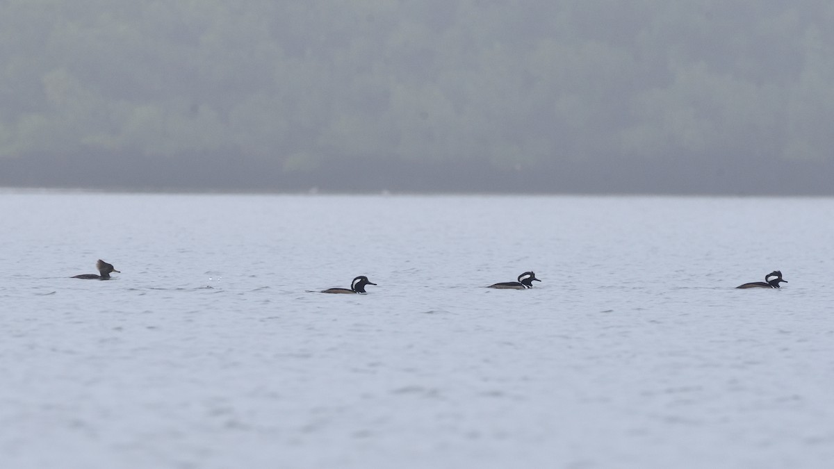 Hooded Merganser - ML404217051