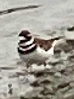 Killdeer - ML404217521