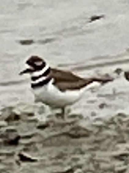 Killdeer - ML404217531
