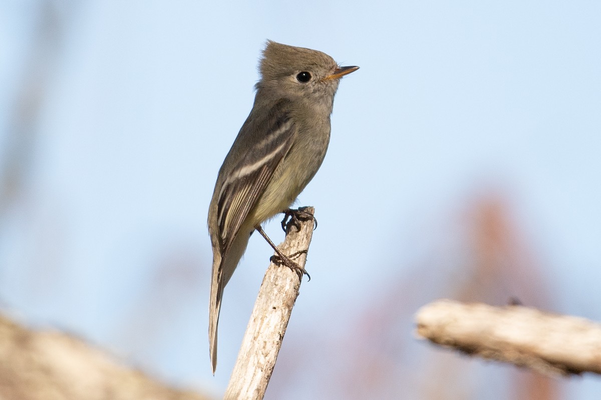 Hammond's Flycatcher - ML404217821
