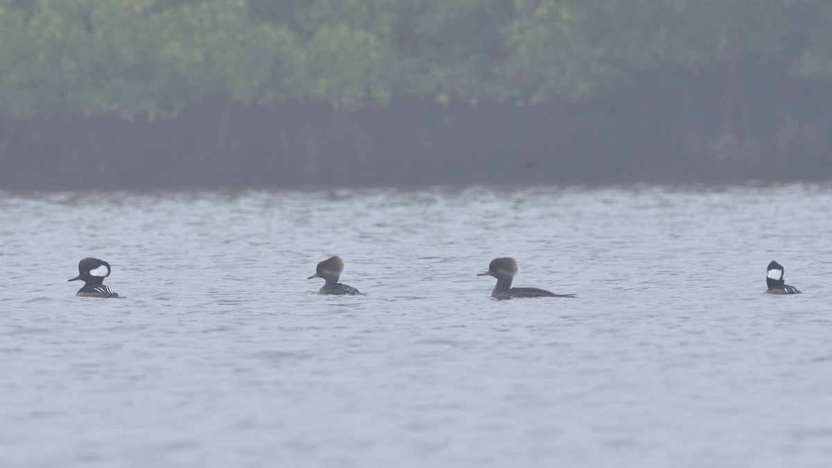 Hooded Merganser - ML404218201