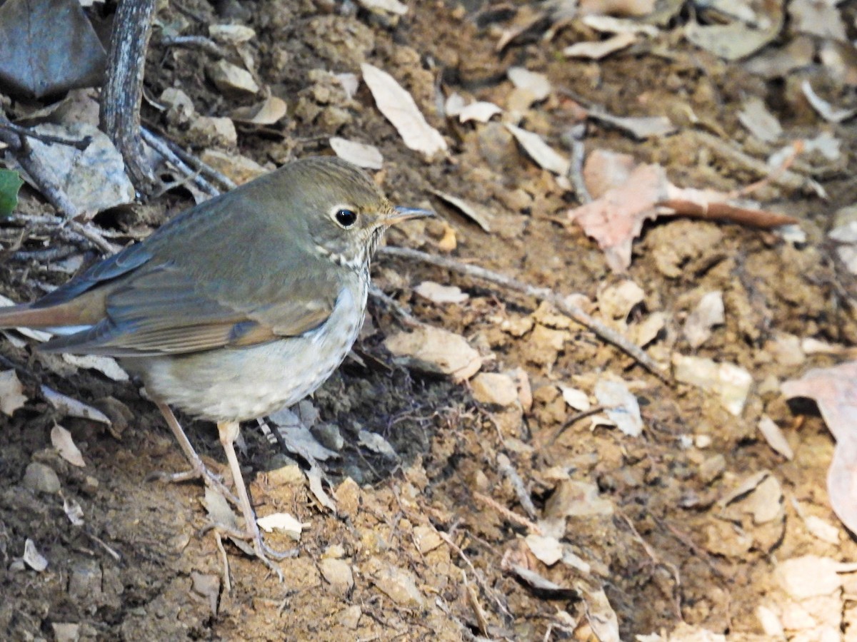 Hermit Thrush - ML404220121