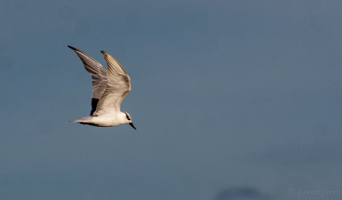 Whiskered Tern - Forest Botial-Jarvis