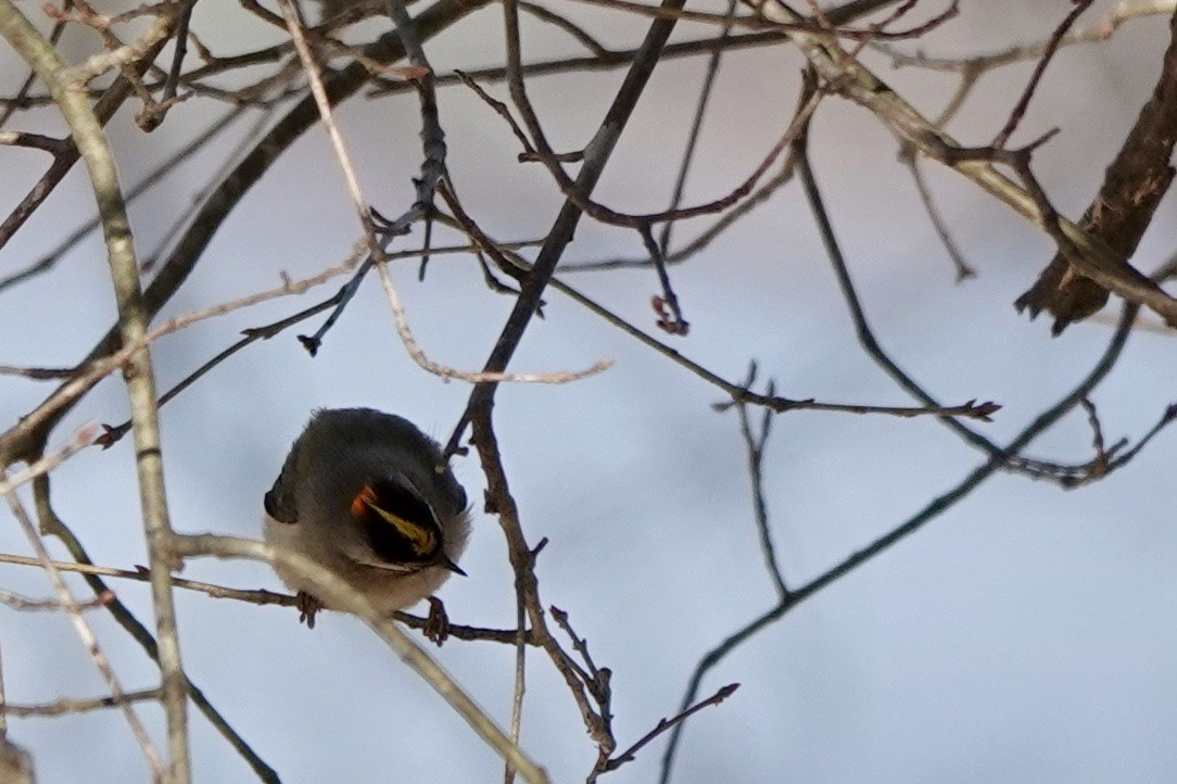 Golden-crowned Kinglet - ML404221711