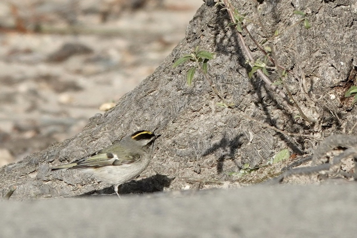 Golden-crowned Kinglet - ML404221801